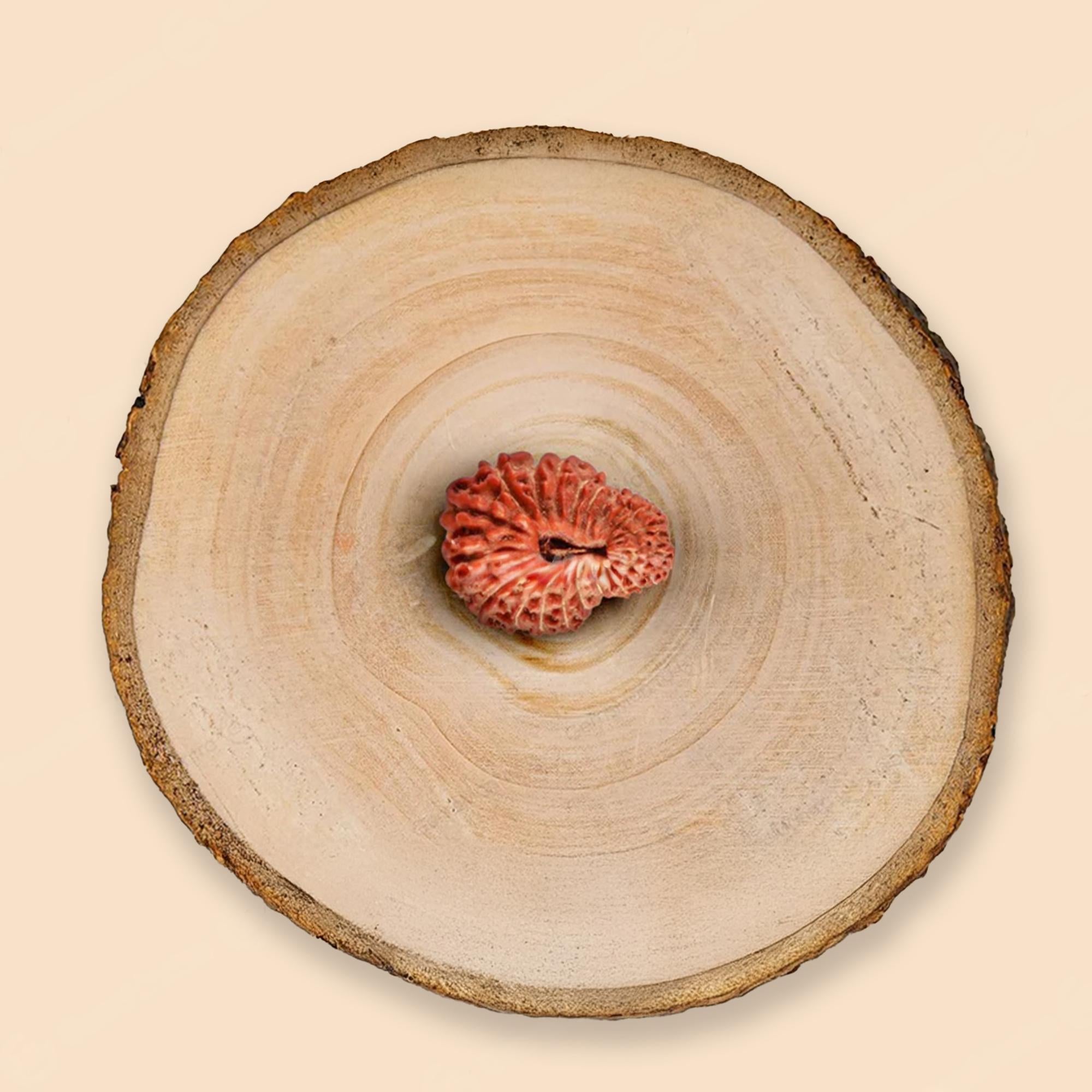 Natural 22 Mukhi Rudraksha – Original Indonesian Bead