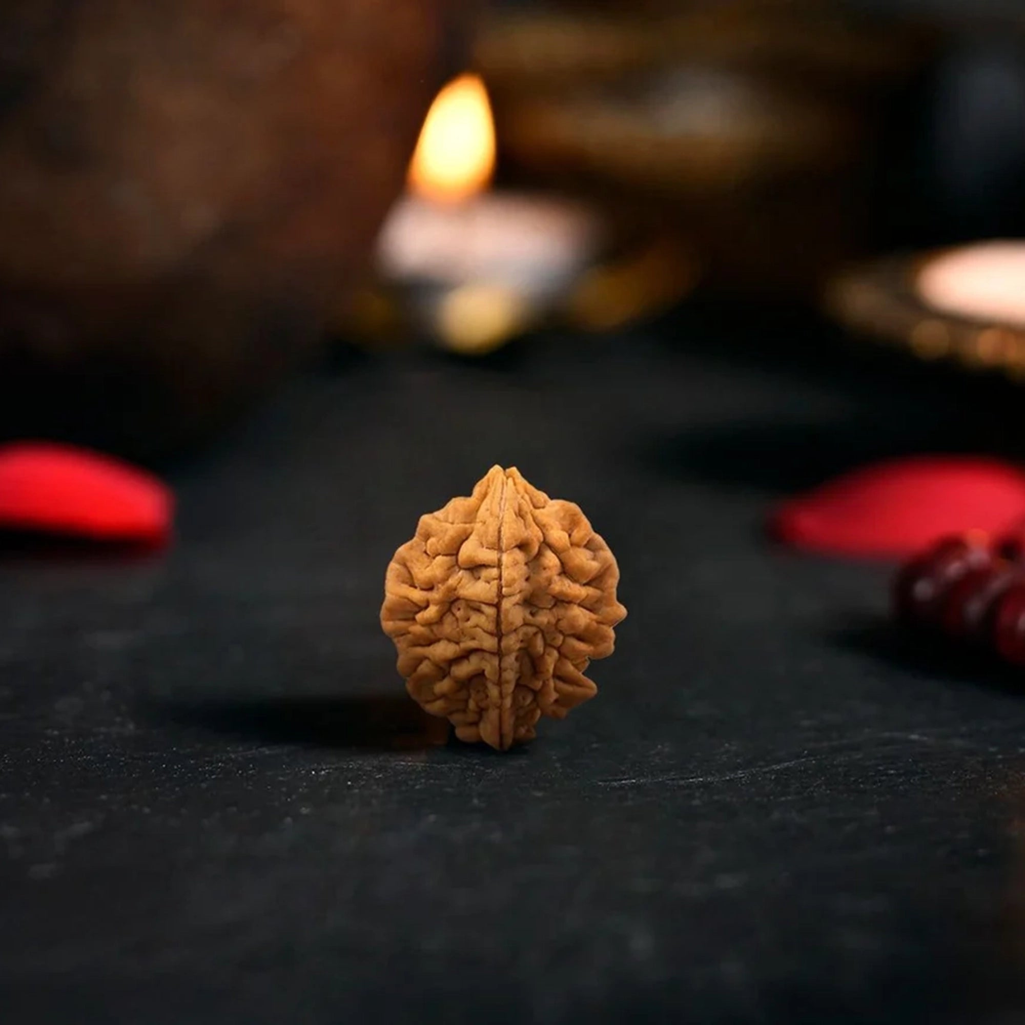 2 Mukhi Rudraksha – Original Indian Bead