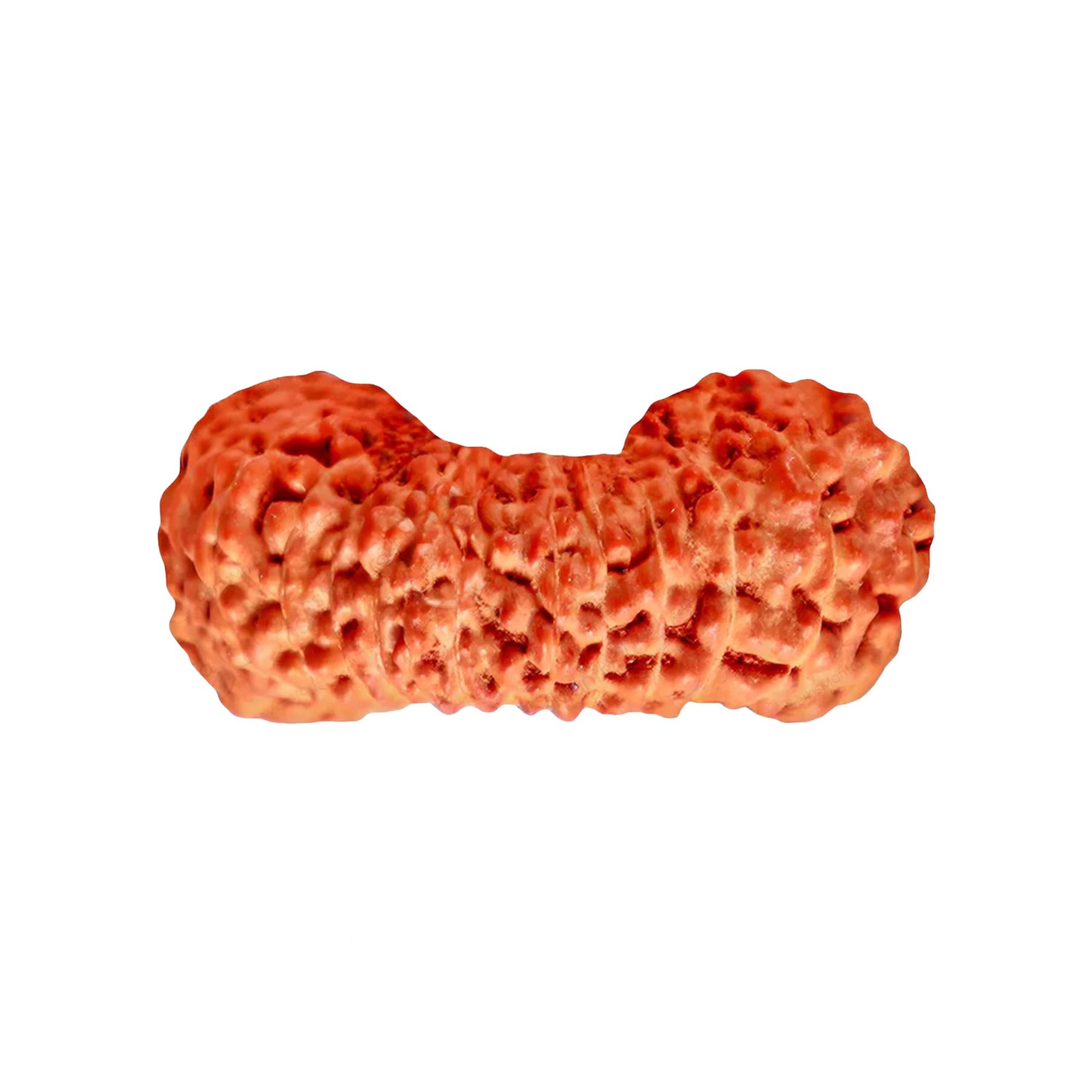 Natural 27 Mukhi Rudraksha – Original Indonesian Bead